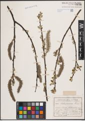 Foto von Salix cinerea L.